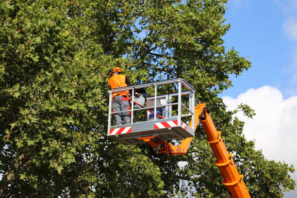 Best Stump Grinding and Removal  in Thomasboro, IL