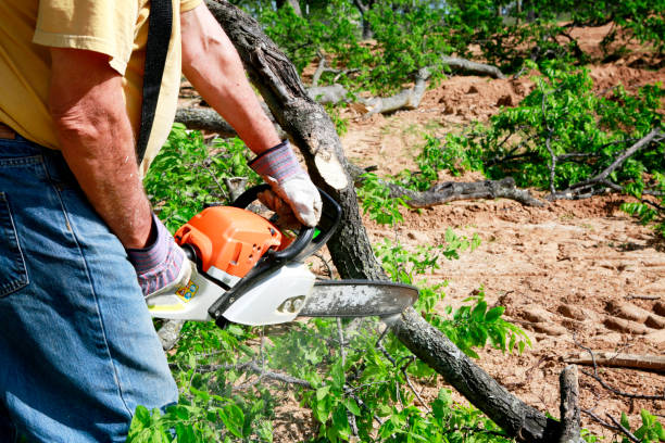 Best Arborist Consultation Services  in Thomasboro, IL